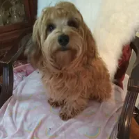 Sammy, a male Yorkipoo and Coton de Tulear for sale in Bowie, TX – Photo 2 of 6