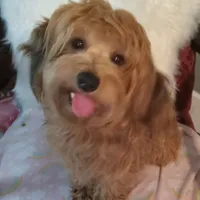 Sammy, a male Yorkipoo and Coton de Tulear for sale in Bowie, TX – Photo 1 of 6