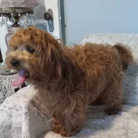 Sammy, a male Yorkipoo and Coton de Tulear for sale in Bowie, TX – Photo 3 of 6