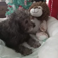 Male two, a male Yorkshire Terrier and Poodle - Toy  for sale in Bowie, TX – Photo 1 of 2