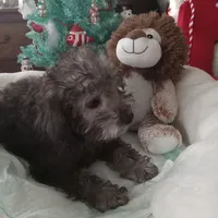 Male two, a male Yorkshire Terrier and Poodle - Toy  for sale in Bowie, TX – Photo 2 of 2