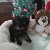 Girl one, a female Yorkshire Terrier and Poodle - Toy  for sale in Bowie, TX – Photo 1 of 2