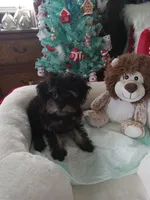 Girl one, a female Yorkshire Terrier and Poodle - Toy  for sale in Bowie, TX – Photo 1 of 2