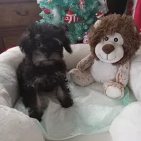 Girl one, a female Yorkshire Terrier and Poodle - Toy  for sale in Bowie, TX – Photo 2 of 2