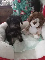 Girl one, a female Yorkshire Terrier and Poodle - Toy  for sale in Bowie, TX – Photo 2 of 2