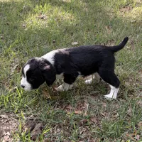 Dahlia, a female English Springer Spaniel for sale in Charleston, SC – 3 of 4