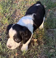 Daisy, a female English Springer Spaniel for sale in Charleston, SC – 4 of 5