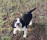 Daisy, a female English Springer Spaniel for sale in Charleston, SC – 3 of 3