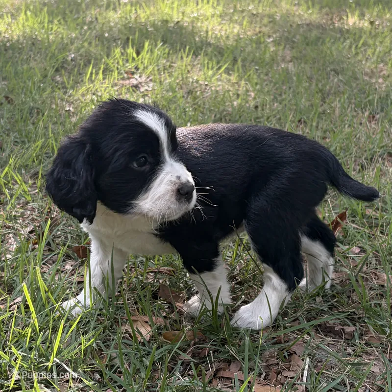 Dahlia – English Springer Spaniel puppy for sale in Charleston, SC