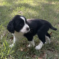 Dahlia, a female English Springer Spaniel for sale in Charleston, SC – 1 of 4
