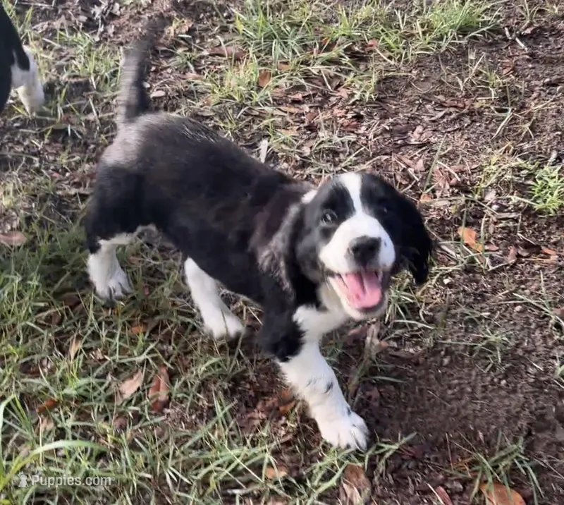 Dahlia – English Springer Spaniel puppy for sale in Charleston, SC