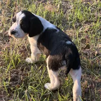 Daisy, a female English Springer Spaniel for sale in Charleston, SC – 3 of 5