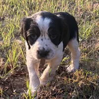 Daisy, a female English Springer Spaniel for sale in Charleston, SC – 2 of 5