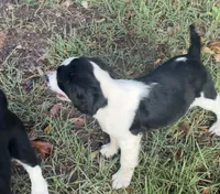 Daisy, a female English Springer Spaniel for sale in Charleston, SC – 2 of 3