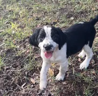 Daisy, a female English Springer Spaniel for sale in Charleston, SC – 1 of 3