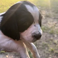 Daisy, a female English Springer Spaniel for sale in Charleston, SC – 1 of 5