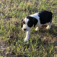 Daisy, a female English Springer Spaniel for sale in Charleston, SC – 5 of 5