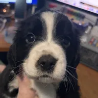 Dahlia, a female English Springer Spaniel for sale in Charleston, SC – 2 of 4
