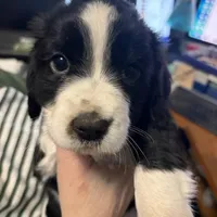 Dahlia, a female English Springer Spaniel for sale in Charleston, SC – 4 of 4