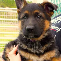 Mia & Titus, a female German Shepherd Dog for sale in Menomonie, WI – Photo 2 of 10
