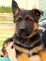 Mia & Titus, a female German Shepherd Dog for sale in Menomonie, WI – Photo 2 of 10