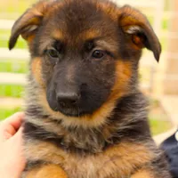 Mia & Titus, a female German Shepherd Dog for sale in Menomonie, WI – Photo 6 of 10