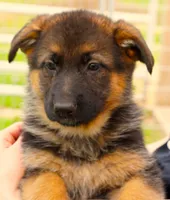 Mia & Titus, a female German Shepherd Dog for sale in Menomonie, WI – Photo 6 of 10