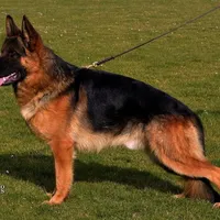 Mia & Titus, a female German Shepherd Dog for sale in Menomonie, WI – Photo 8 of 10