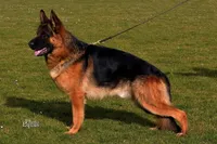 Mia & Titus, a female German Shepherd Dog for sale in Menomonie, WI – Photo 8 of 10