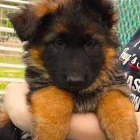 Mia & Titus, a female German Shepherd Dog for sale in Menomonie, WI – Photo 3 of 10