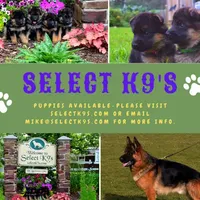 Mia & Titus, a female German Shepherd Dog for sale in Menomonie, WI – Photo 10 of 10