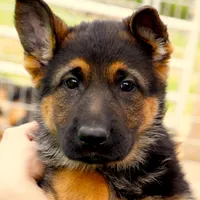 Mia & Titus, a female German Shepherd Dog for sale in Menomonie, WI – Photo 1 of 10