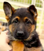 Mia & Titus, a female German Shepherd Dog for sale in Menomonie, WI – Photo 1 of 10