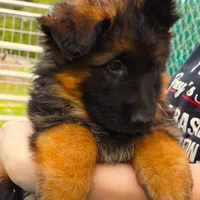 Mia & Titus, a female German Shepherd Dog for sale in Menomonie, WI – Photo 5 of 10