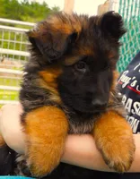 Mia & Titus, a female German Shepherd Dog for sale in Menomonie, WI – Photo 5 of 10