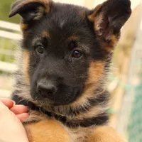 Mia & Titus, a female German Shepherd Dog for sale in Menomonie, WI – Photo 4 of 10