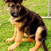 Axle & Lola, a male German Shepherd Dog for sale in Menomonie, WI – Photo 6 of 10