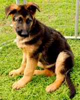 Axle & Lola, a male German Shepherd Dog for sale in Menomonie, WI – Photo 6 of 10