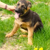 Axle & Lola, a male German Shepherd Dog for sale in Menomonie, WI – Photo 1 of 10