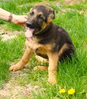 Axle & Lola, a male German Shepherd Dog for sale in Menomonie, WI – Photo 1 of 10