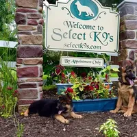 Axle & Lola, a male German Shepherd Dog for sale in Menomonie, WI – Photo 8 of 10