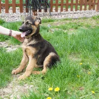 Axle & Lola, a male German Shepherd Dog for sale in Menomonie, WI – Photo 4 of 10