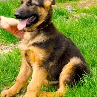 Axle & Lola, a male German Shepherd Dog for sale in Menomonie, WI – Photo 3 of 10