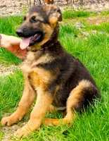 Axle & Lola, a male German Shepherd Dog for sale in Menomonie, WI – Photo 3 of 10