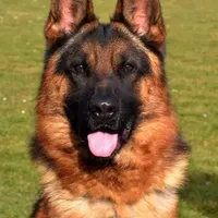 Axle & Lola, a male German Shepherd Dog for sale in Menomonie, WI – Photo 5 of 10