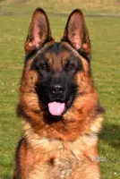 Axle & Lola, a male German Shepherd Dog for sale in Menomonie, WI – Photo 5 of 10