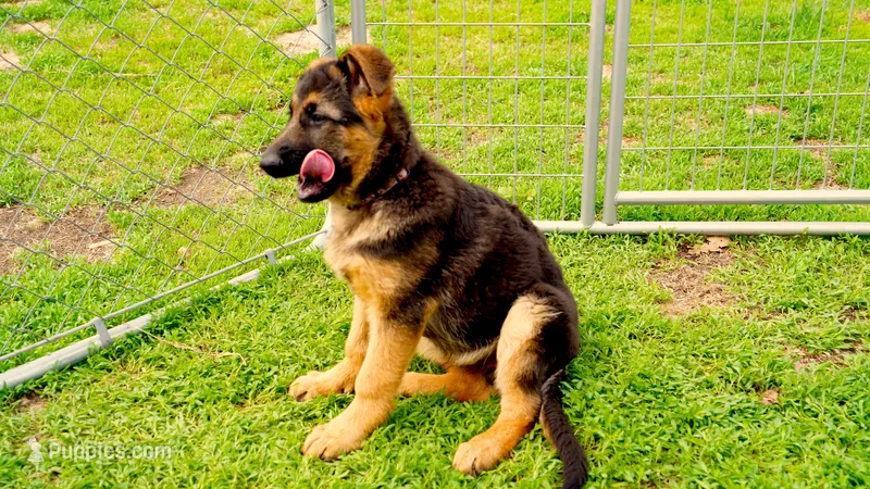Axle & Lola – German Shepherd Dog puppy for sale in Menomonie, WI