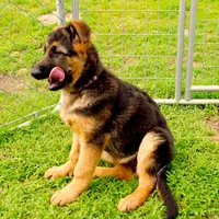 Axle & Lola, a male German Shepherd Dog for sale in Menomonie, WI – Photo 2 of 10