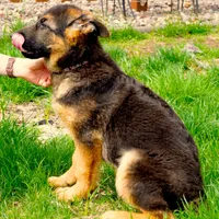 Axle & Lola, a male German Shepherd Dog for sale in Menomonie, WI – Photo 10 of 10