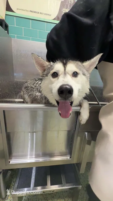 Rubble – Siberian Husky puppy for sale in White Lake Township, MI